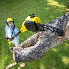 Best Tree and Shrub Care  in Martinez, CA